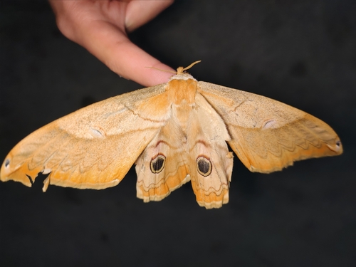 Rinaca japonica