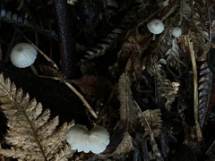 Mycena subviscosa