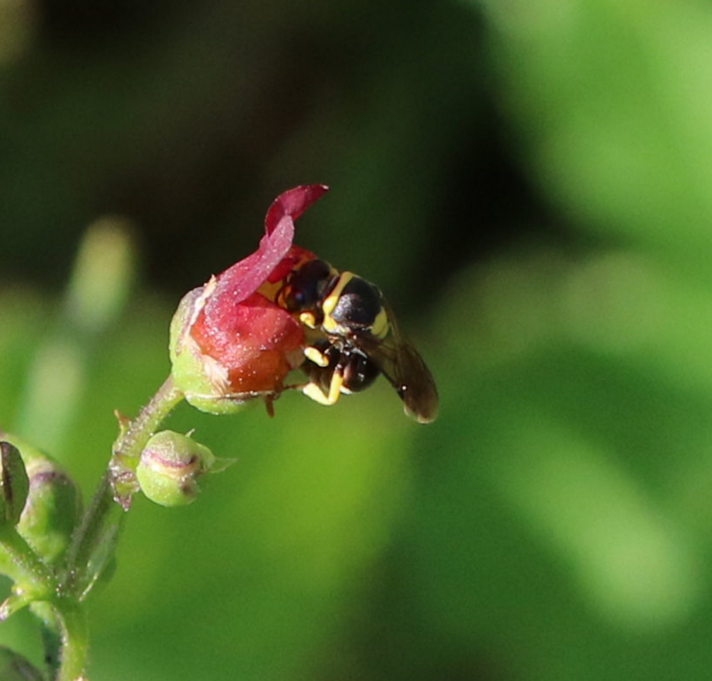 Painted Masked Bee