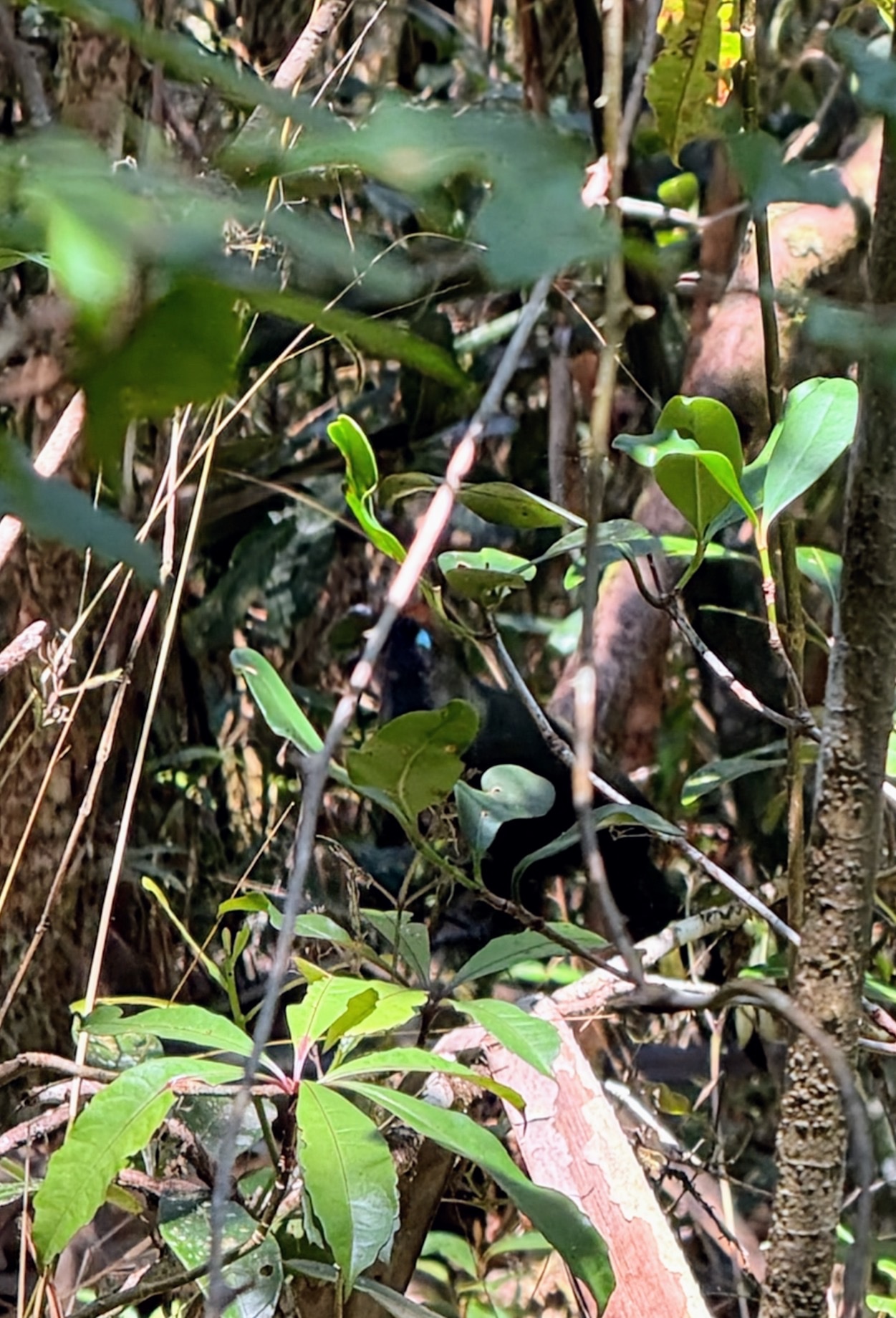 Red-fronted Coua (Coua reynaudii), photo 1