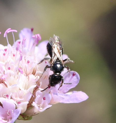 Lasioglossum corvinum