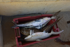 Rachycentron canadum