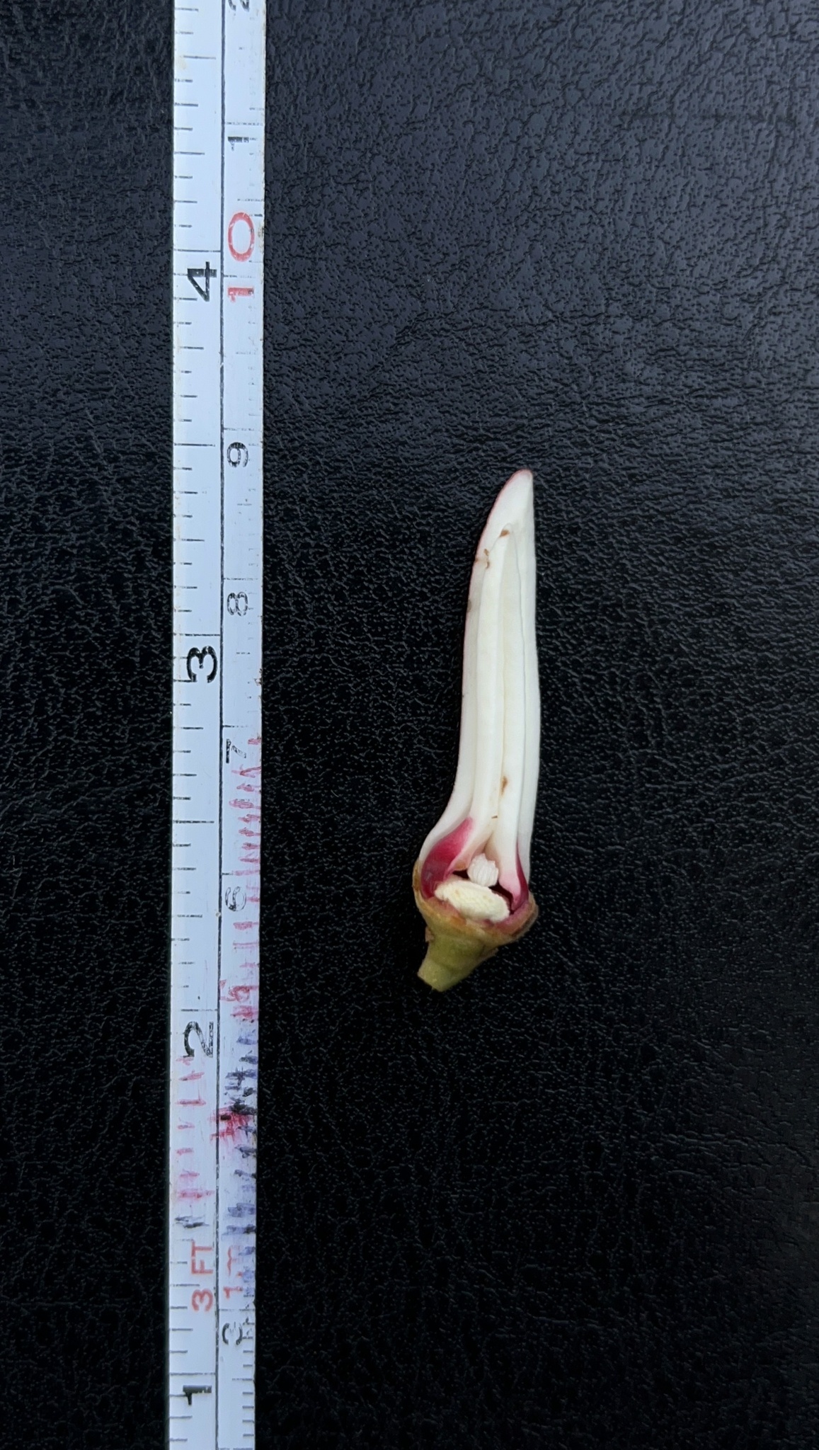 Xylopia aromatica
