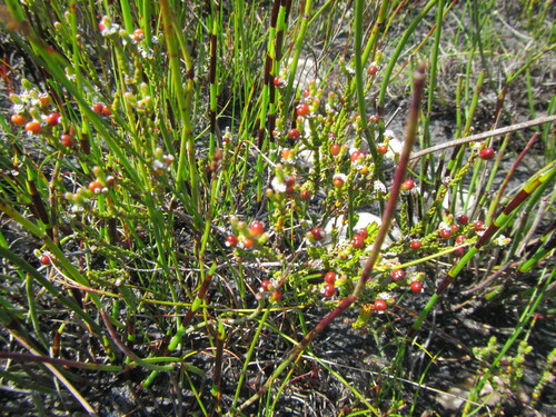Image of Phylica parvula by (c) douglaseustonbrown, some rights reserved (CC BY-SA)