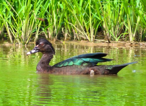 Canard musqué