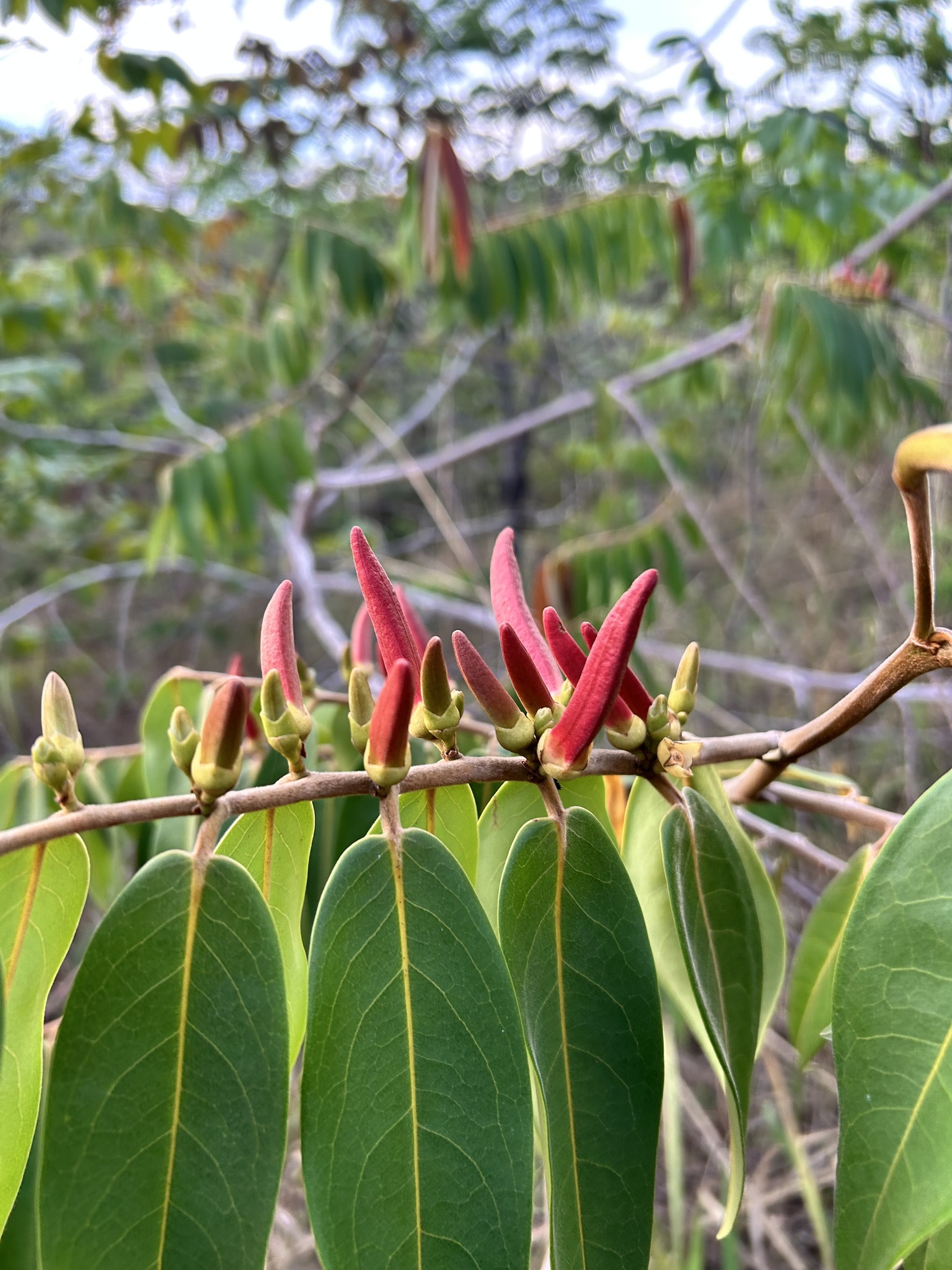 Xylopia aromatica