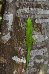 Phelsuma grandis