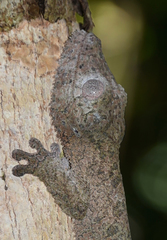 Uroplatus henkeli