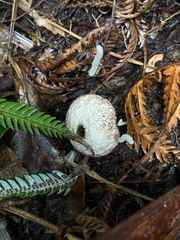 Lycoperdon compactum