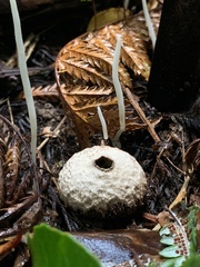 Lycoperdon compactum