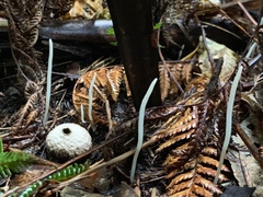 Lycoperdon compactum