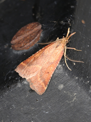 Synaphe punctalis
