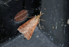Synaphe punctalis