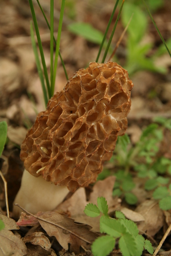 Morchella esculenta — no rights reserved