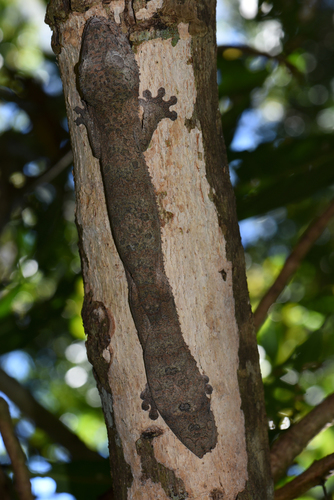 Henkel's Leaf-tailed Gecko