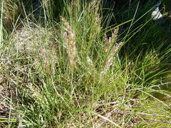Poa arachnifera