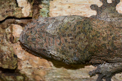 Uroplatus henkeli