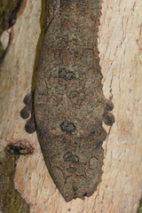 Uroplatus henkeli