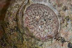 Uroplatus henkeli