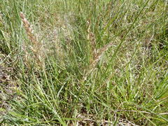 Poa arachnifera