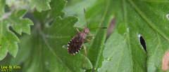 Rhopalus sapporensis
