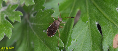 Rhopalus sapporensis