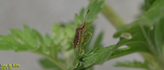 Rhopalus sapporensis