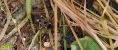 Panaorus csikii
