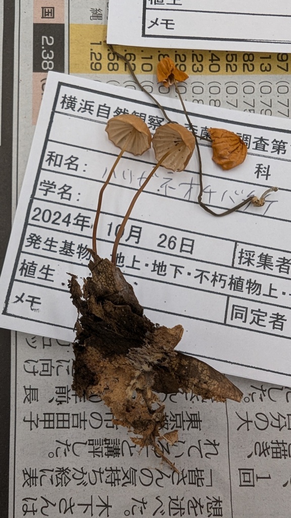 Marasmius siccus · October 2024 · photo: © atsushi_nakajima_cirque (iNaturalist, cc-by)