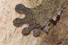 Uroplatus henkeli