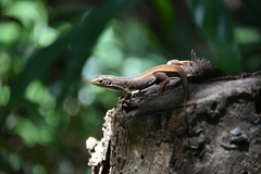 Zonosaurus subunicolor