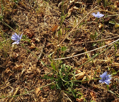 Cichorium intybus