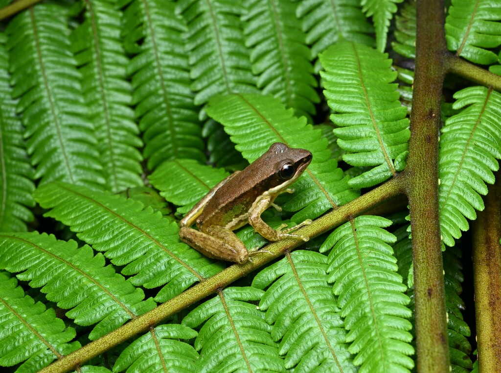 Mengyang Sucker Frog
