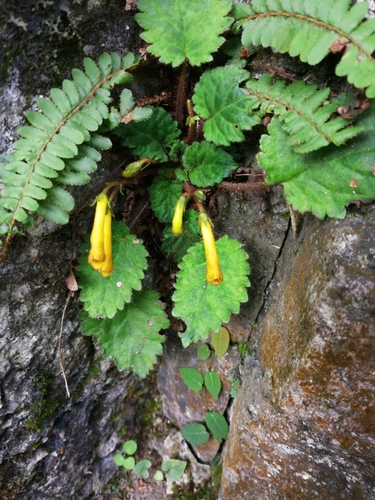 Oreocharis saxatilis