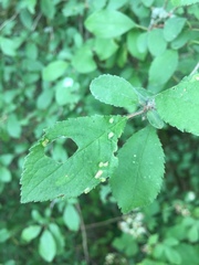 Eriophyes prunispinosae