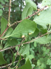 Eriophyes prunispinosae