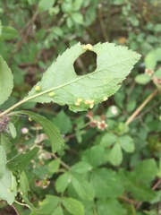 Eriophyes prunispinosae