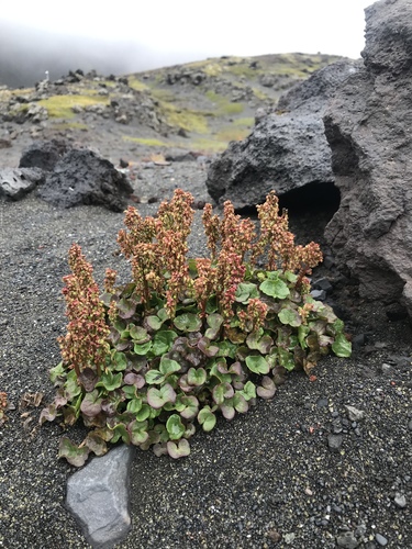 alpine mountainsorrel