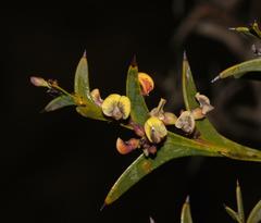 Daviesia pectinata