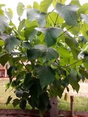 Gmelina arborea