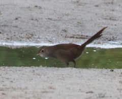 Dasyornis brachypterus