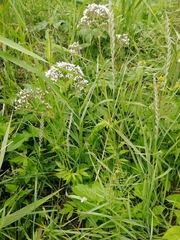 Valeriana officinalis sambucifolia