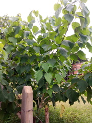 Gmelina arborea