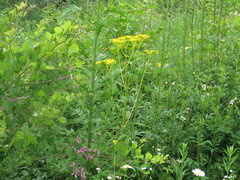 Patrinia scabiosifolia