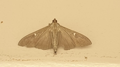 Cydalima perspectalis