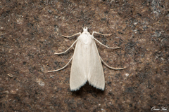 Scirpophaga nivella