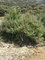 Vitex agnus-castus
