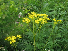 Patrinia scabiosifolia
