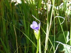 Gentianopsis simplex