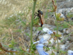 Dasypogon